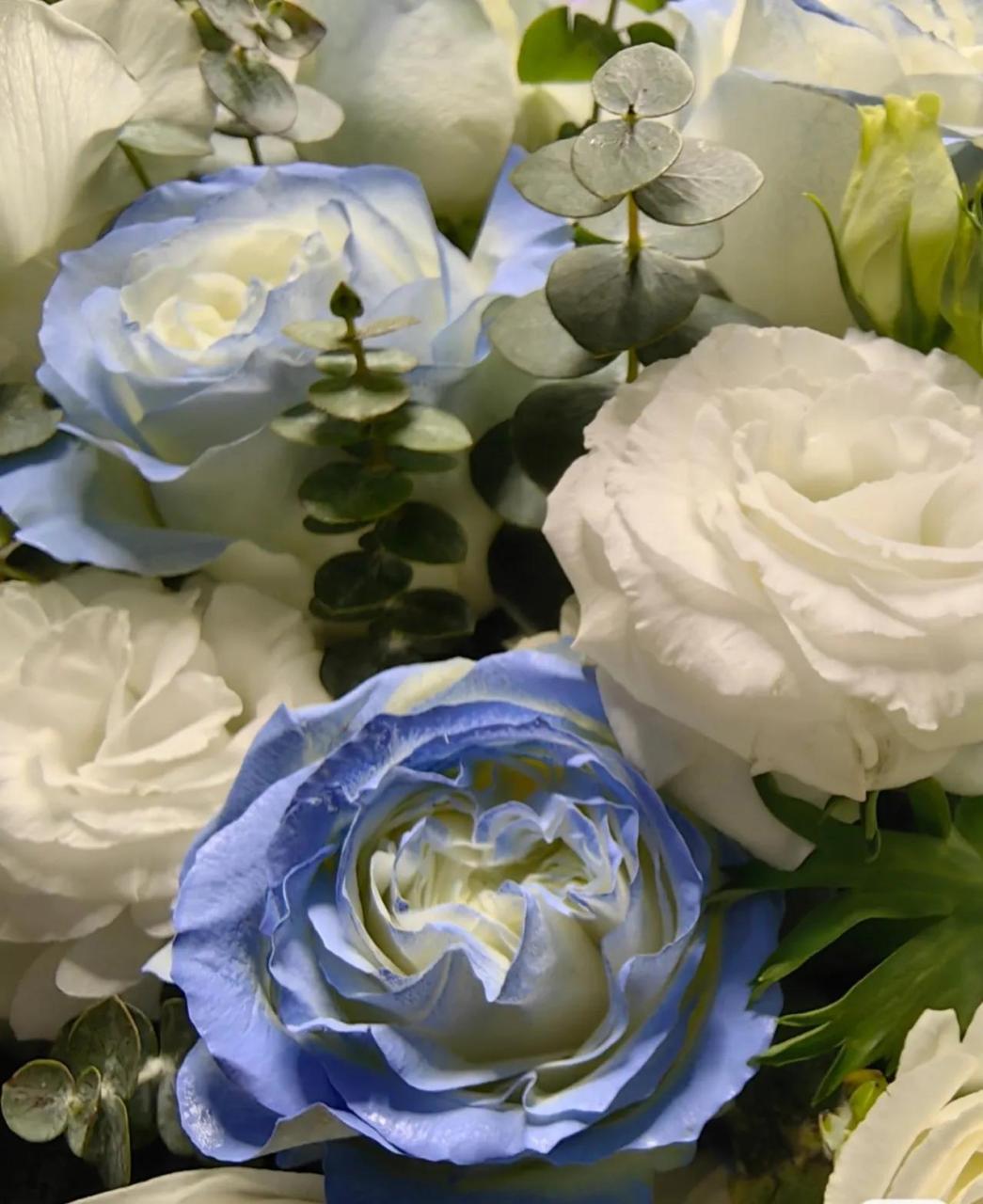 碎冰蓝玫瑰怎么养(有一种蓝色的高贵和忧郁气质)