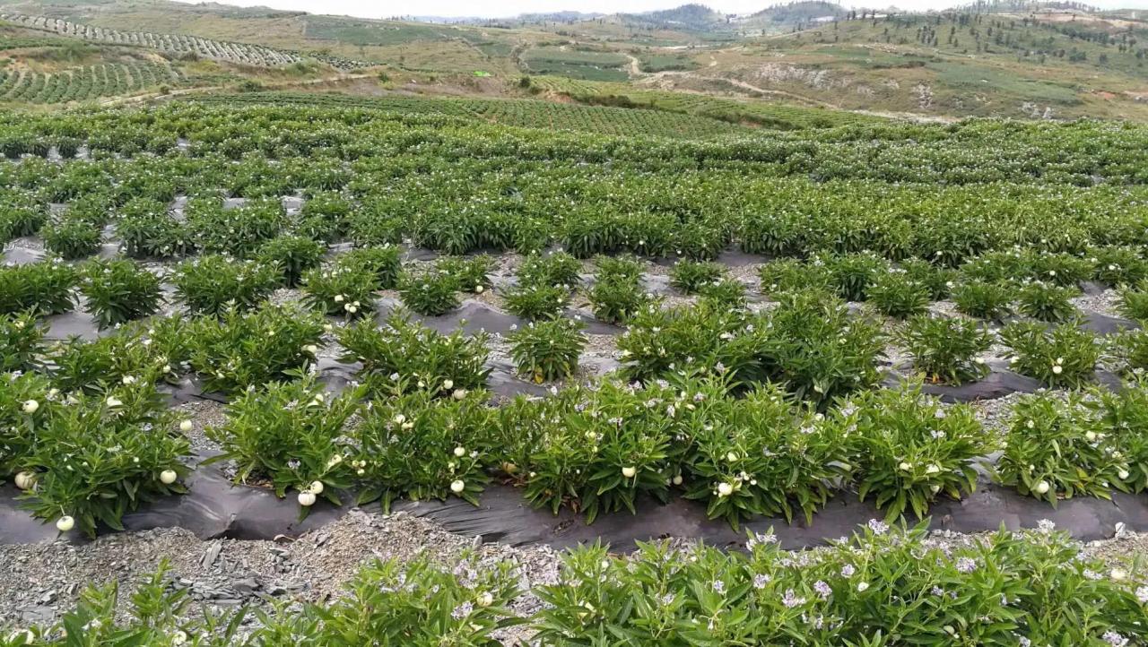 人参果怎么种植人参果树栽培方法(掌握这些技术，您也可以种出优质高产的人参果)-安远脐橙