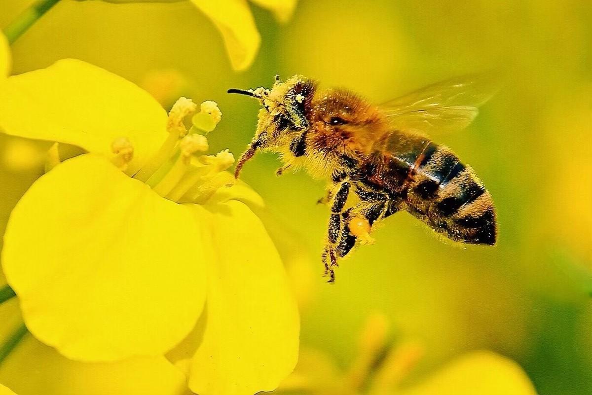 蜜蜂的习性(寡食性、群居性和社会性)