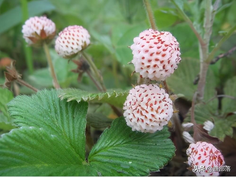 野草莓有哪几种(2种没上正道，一种逐年滞销，你吃过几种？)