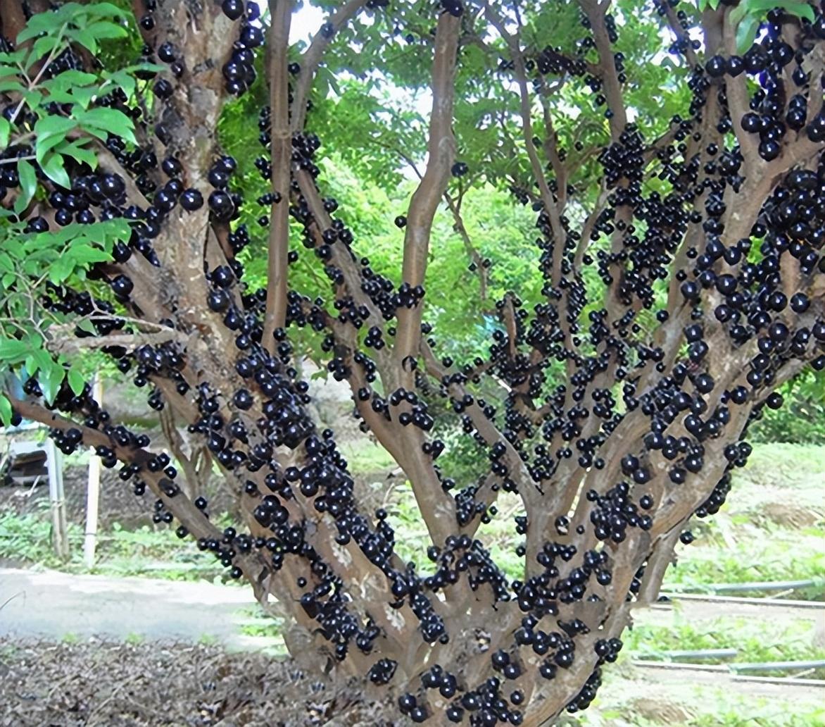 树葡萄几年才能结果(一种水果4种味道，1年多次开花结果)