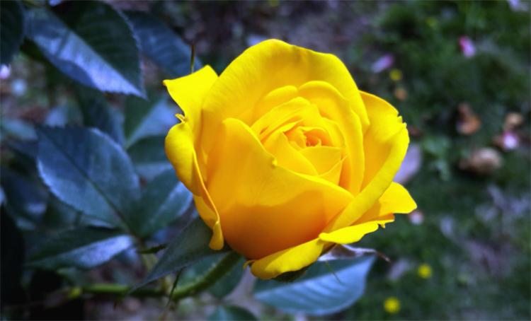 黄玫瑰花语(是幸运和已逝的爱，不要轻易送给恋人)-安远脐橙