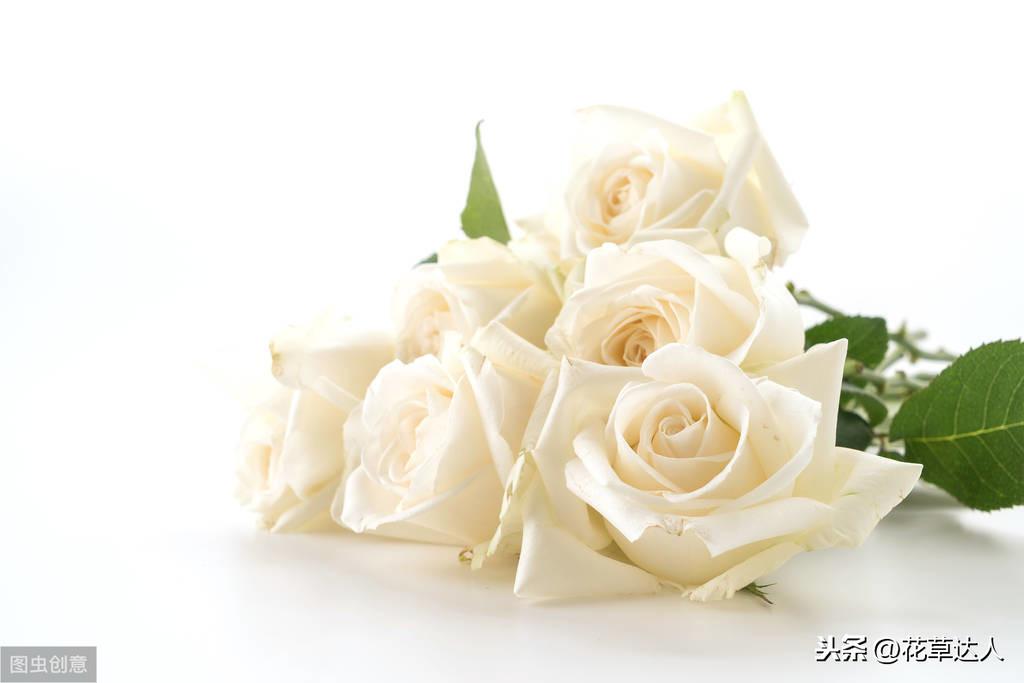 白玫瑰花语(不同数量的白玫瑰都代表什么含义)