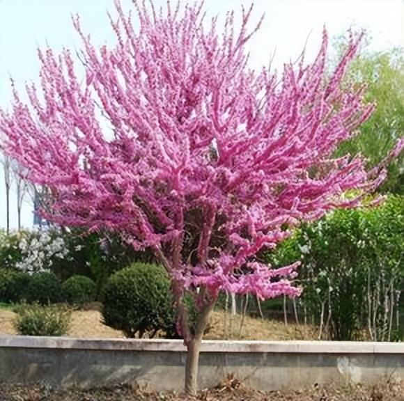 紫荆花树(习性、生长环境、养殖技巧、注意事项)