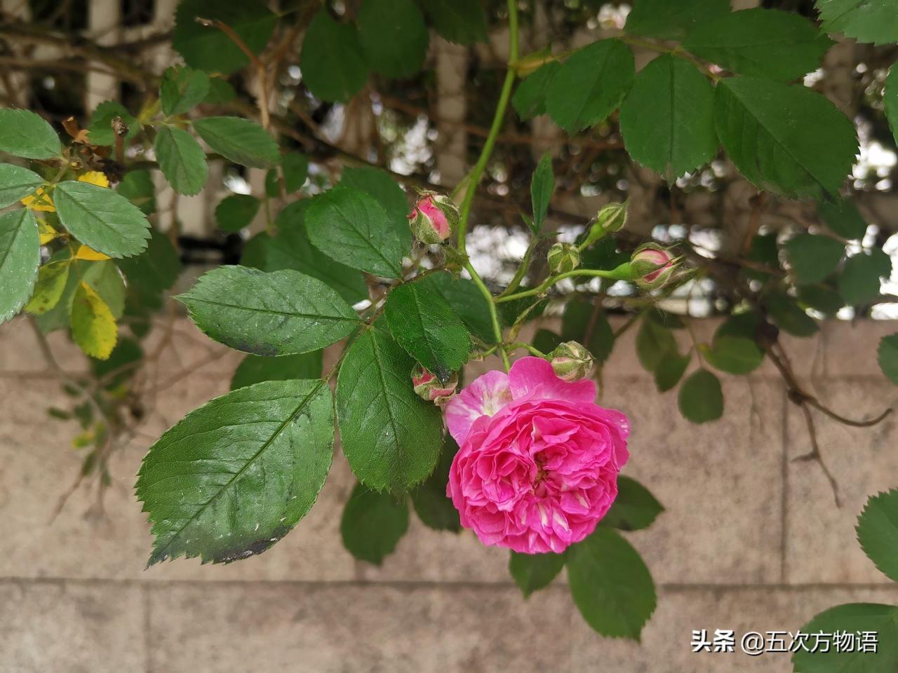 蔷薇花有什么特点(“开花”艳丽很耐看！)