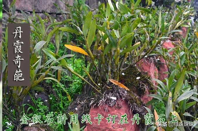 金钗石斛(要在特殊的地理环境才能种植)