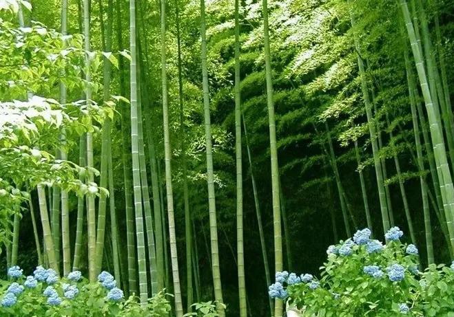 竹子的品质(一种精神品格的象征)