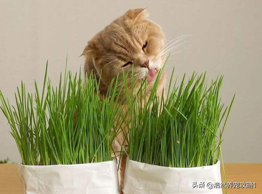 猫草怎么种(不要给猫咪吃去毛膏了)