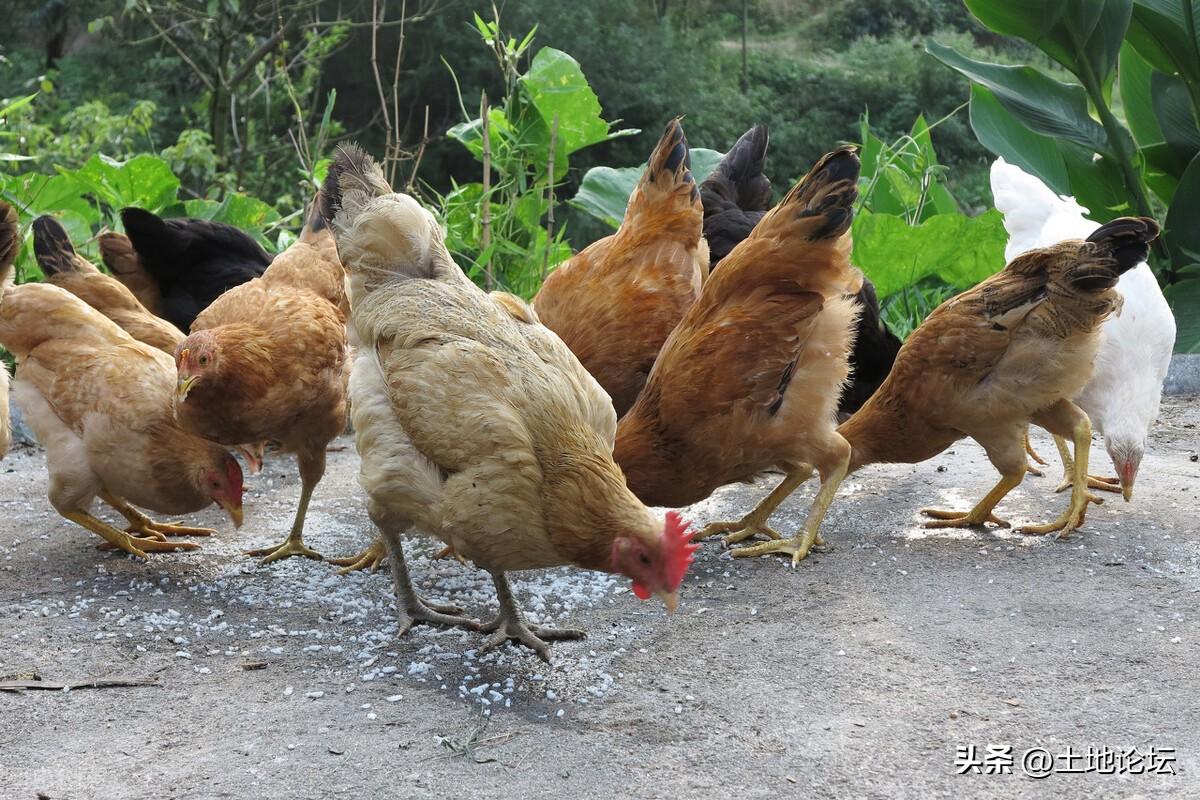 散养鸡养殖成本和利润分析，2023年投资1000只鸡的收益预估