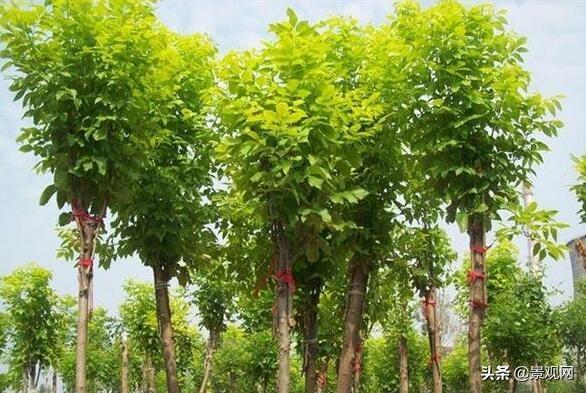 白蜡树种植技术剂养护管理方法，打造美丽园林！