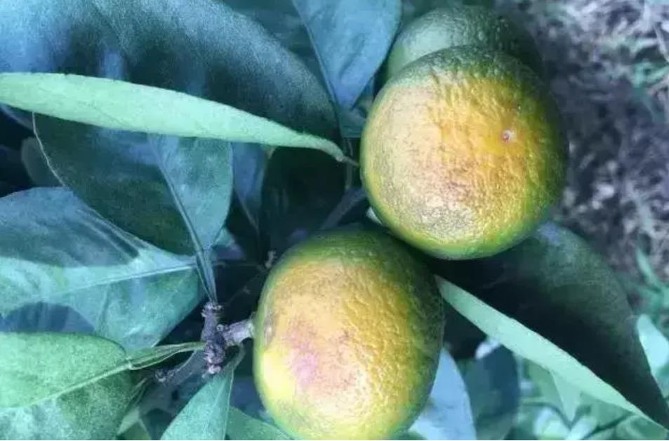 如何应对高温干旱引起的柑橘减产？多种预防措施教你应对异常落果