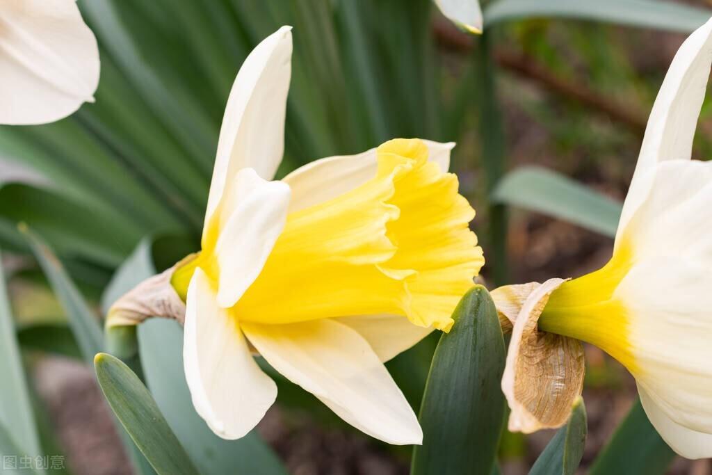 【水仙花的花语大全，了解一下】——三月生日花、双鱼座的诞生花