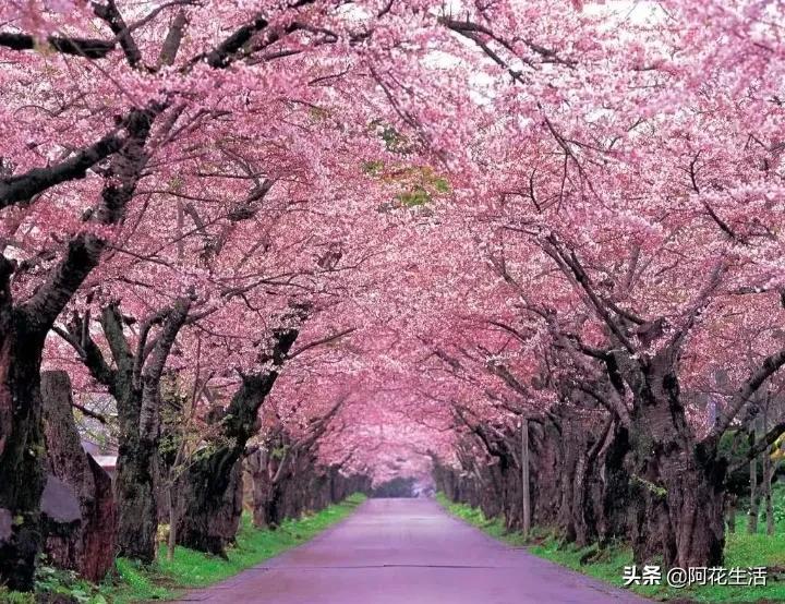 中国樱花的美丽与花语，赏樱攻略分享