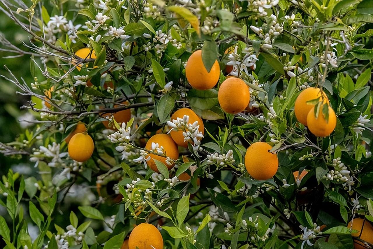 橘子花开呀开，是淡淡的花香和满满的收获