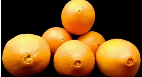 脐橙百科（脐橙为什么叫“脐橙”？）