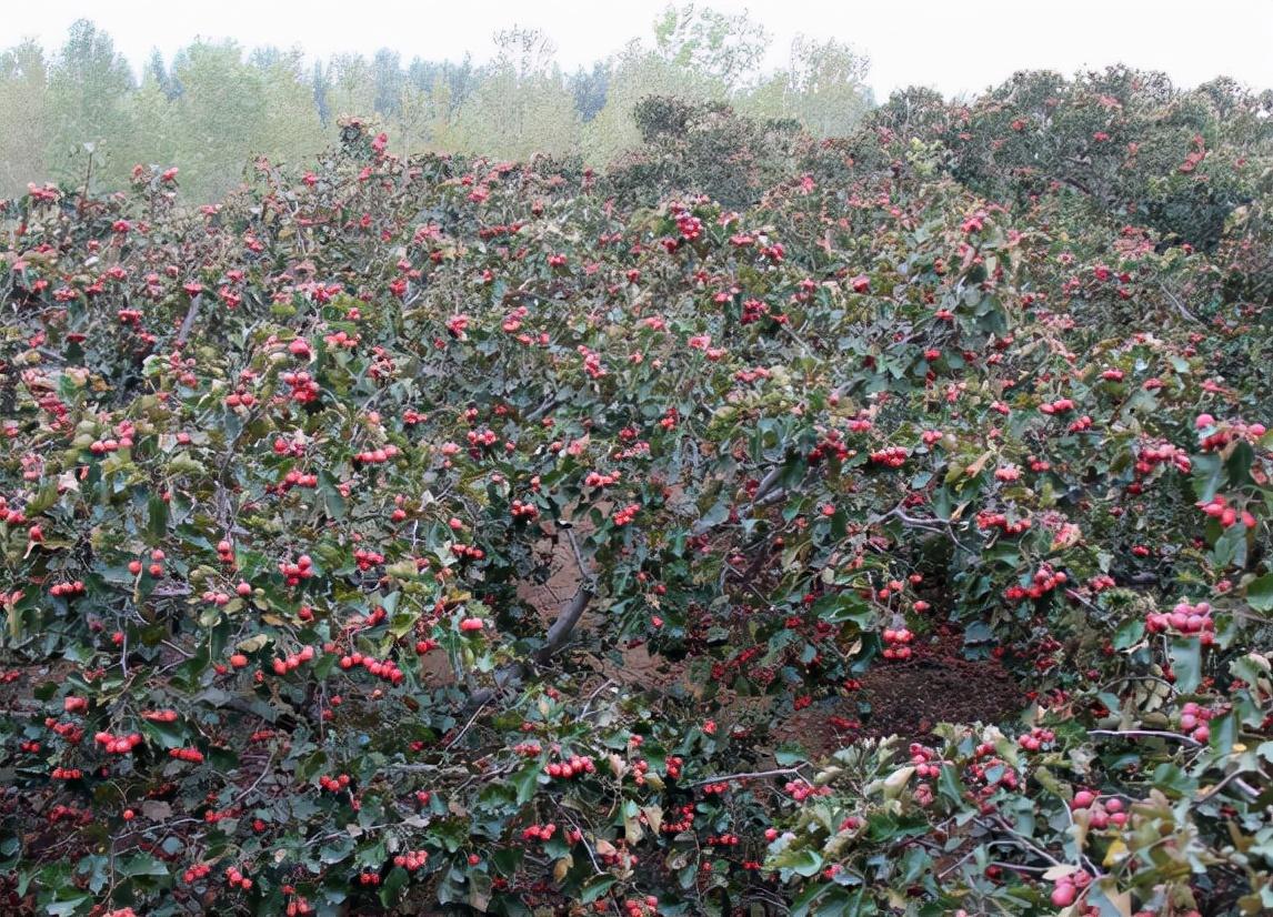 山里红是啥？一个看似小众的水果，却有着超3000年的栽种历史！
