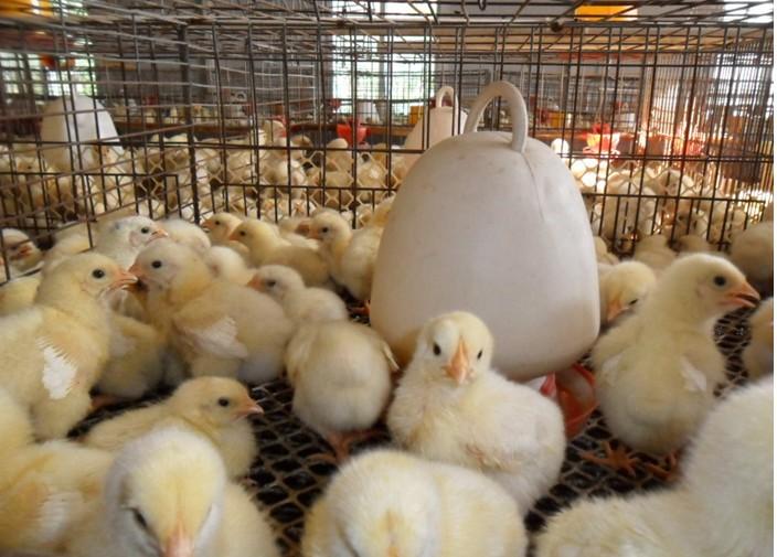小鸡怎么养(如何养殖，才能提高成活率？)
