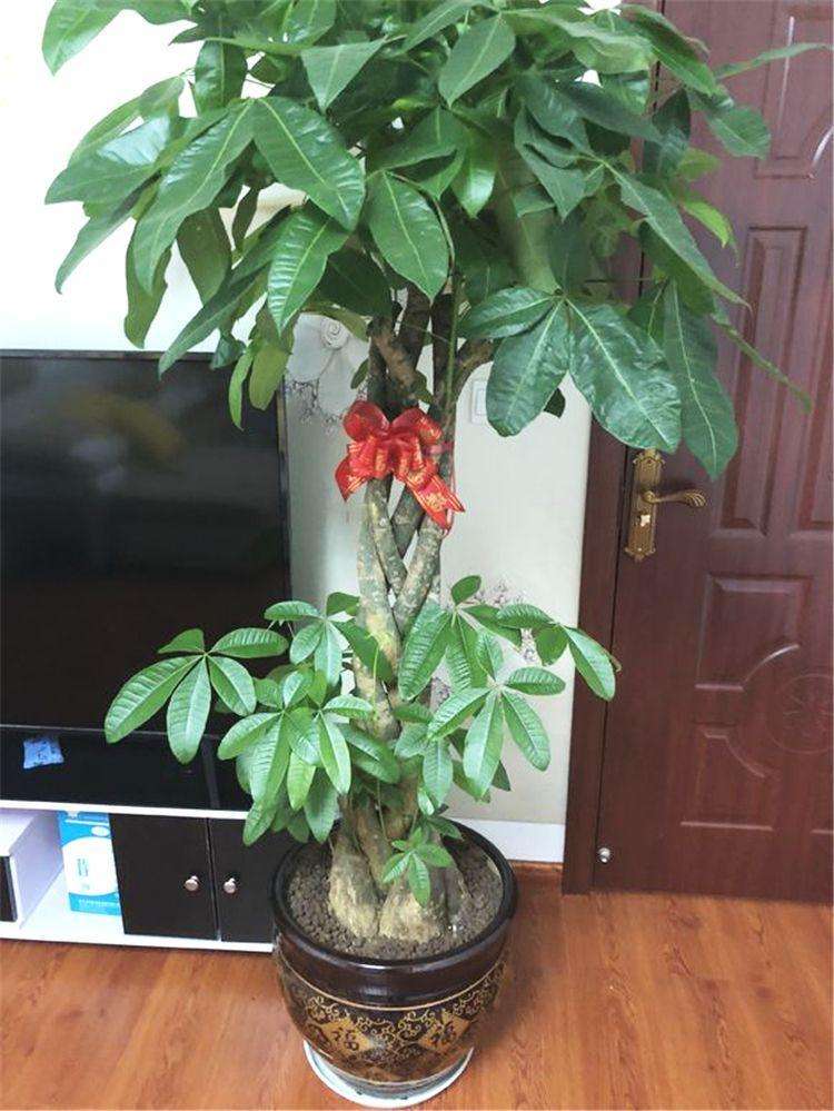 客厅最旺宅的大型植物(不怕光照差，客厅一放，常年绿，家兴旺)