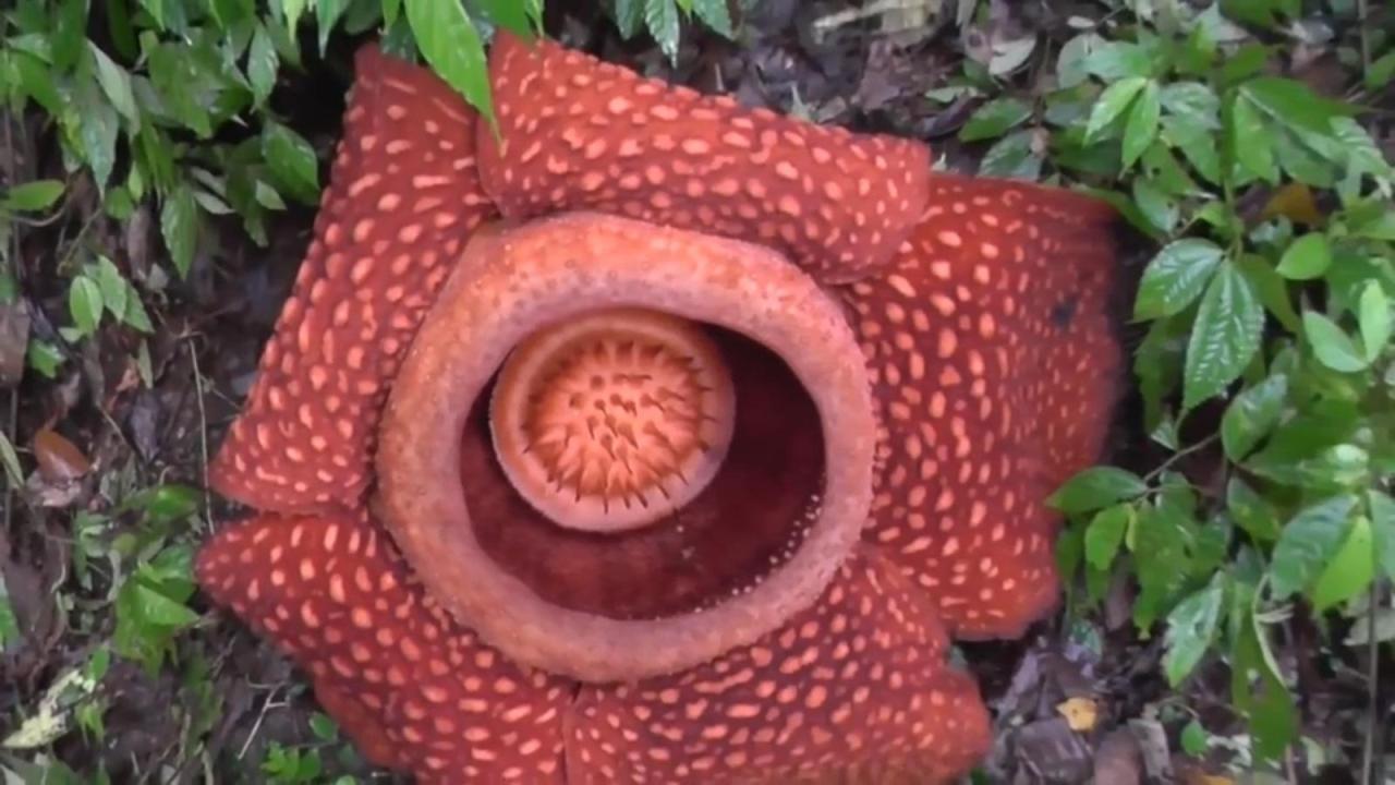 马来西亚名花大王花，开一朵巨大的花却无叶无根，花型奇特臭味独特-安远脐橙