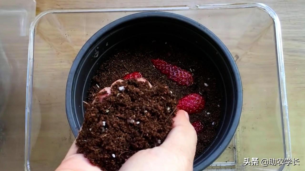 草莓怎么种(方法简单易懂，想吃草莓不再是难事)
