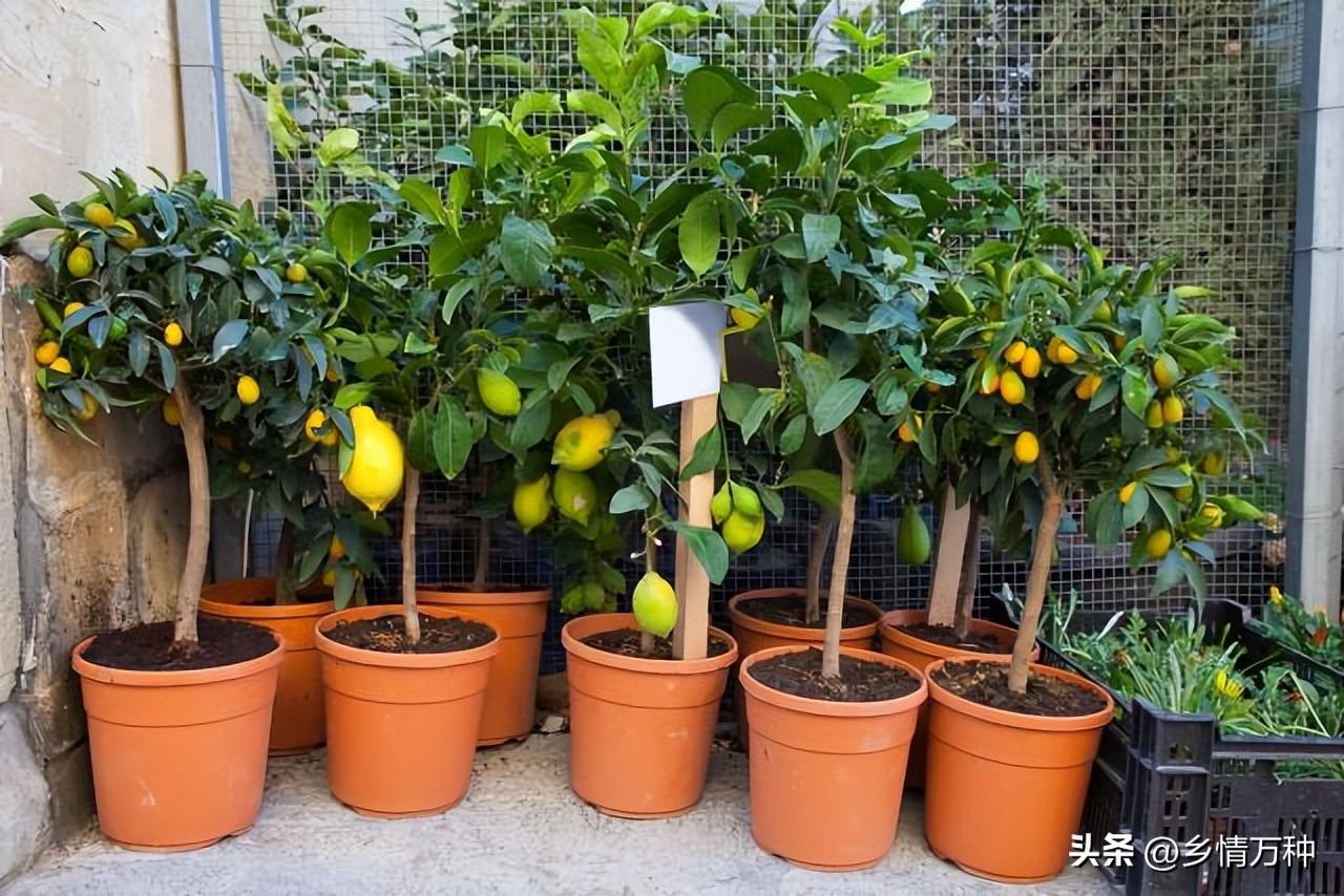 如何在家中种植水果树？