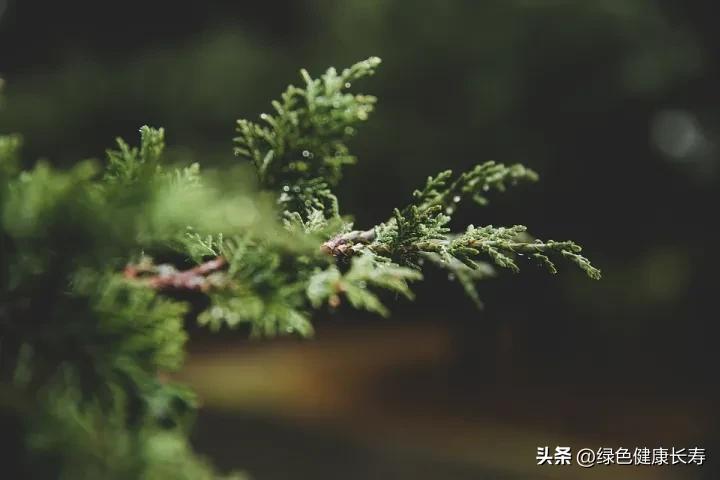 松树种类(中国常见的十五种松树，你认识几种？)