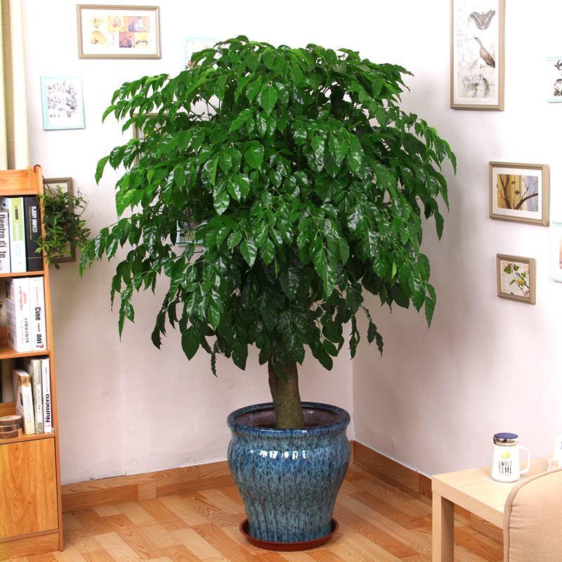 客厅最旺宅的大型植物(不怕光照差，客厅一放，常年绿，家兴旺)