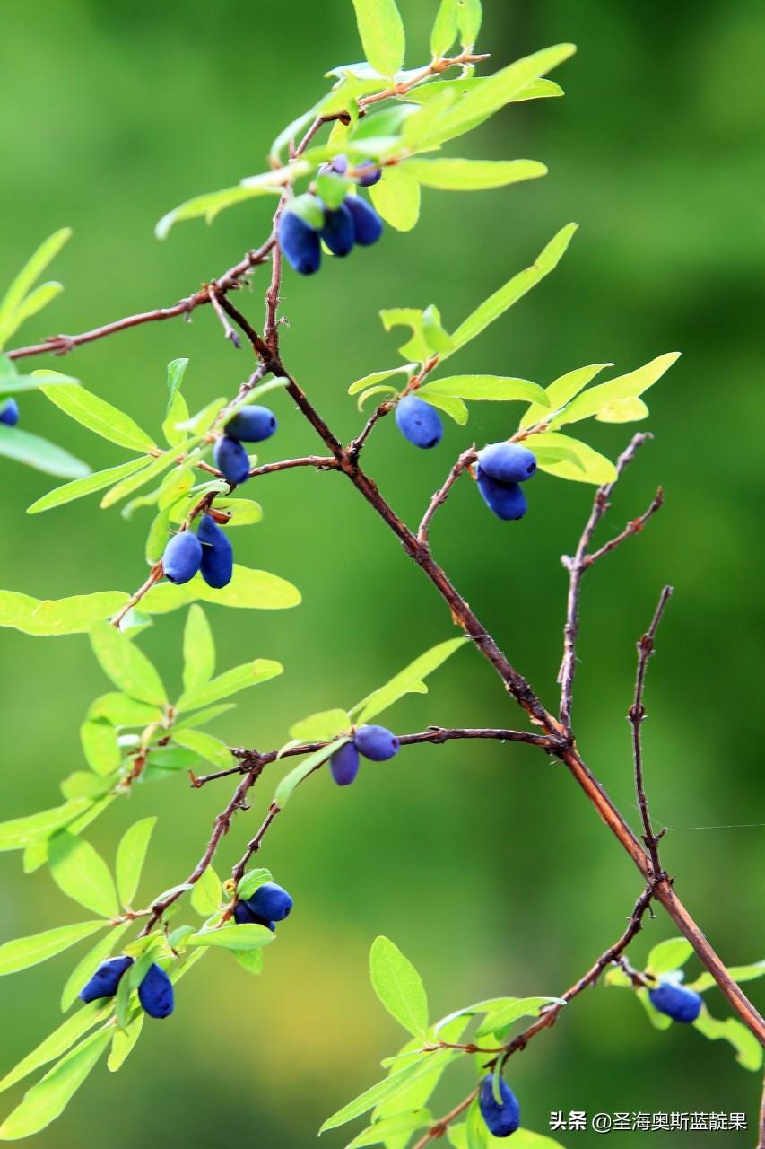 蓝靛果在南方能种植吗(能耐受零下50度气温的植物)