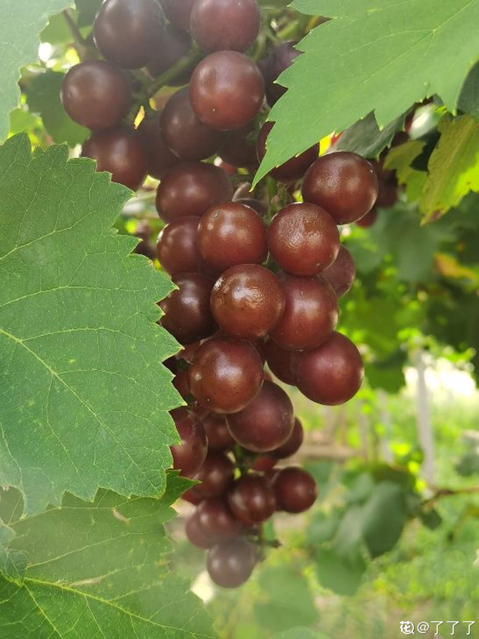 盆栽葡萄种植方法(5步养护，收获盆栽葡萄树)