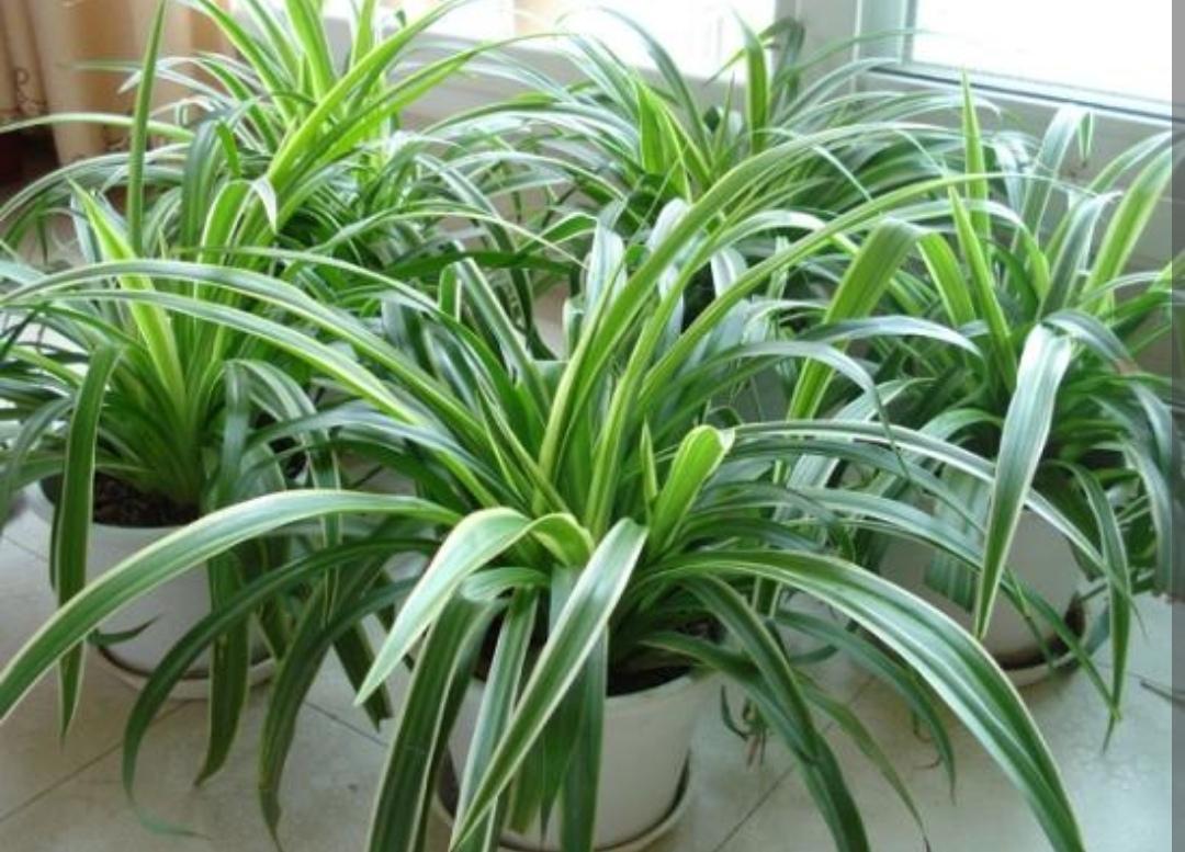 室内养植物就选这5种，有观赏价值，还能净化空气！