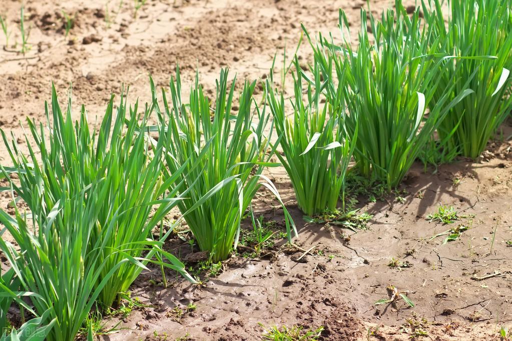 韭菜种植技巧，让你高产优质！选择合适时间、整地施肥、种子处理、合理播种