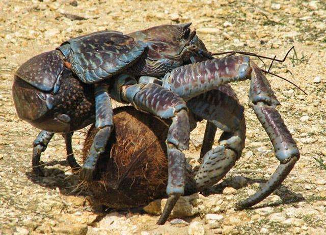 探秘“庞然大物”椰子蟹：最大的陆地螃蟹，能长到一米长！