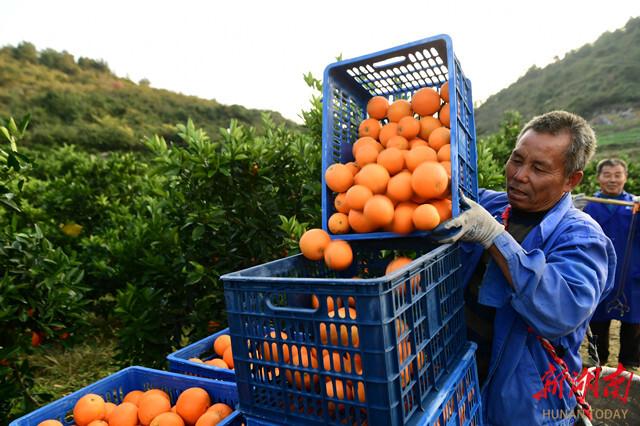 溆浦县大江口镇洑水湾村的背土成金之路——发扬愚公移山精神，建起优质柑橘产业园