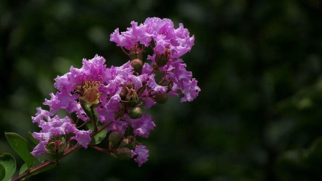紫薇花的特点与传说，了解紫薇花的生长环境与园林价值