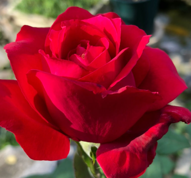 如何养护家养玫瑰？5个关键要点教你轻松打造红艳艳花园！