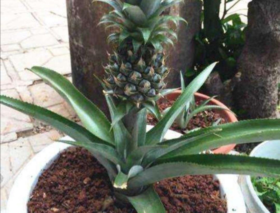 用新鲜的菠萝头培育菠萝树，教你四个小技巧，让你轻松种出菠萝树！
