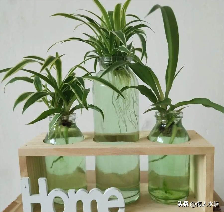 尝试水培植物，让居室更清新舒适！