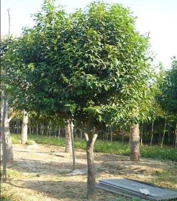 大叶女贞树的特点及用途介绍，女贞树种的优势与适应环境