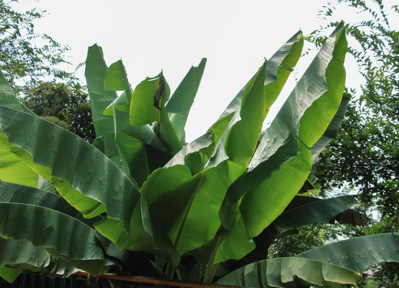 如何盆栽养护芭蕉树？五个关键步骤不容错过！