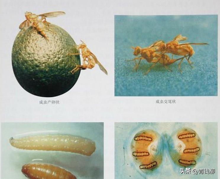 柑桔大实蝇的防治方法及技术，如何做好虫情羽化监测工作？