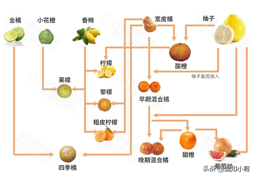 【柑橘家族全揭秘】杂交不断的“大杂烩”，你知道吗？