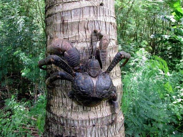 探秘“庞然大物”椰子蟹：最大的陆地螃蟹，能长到一米长！
