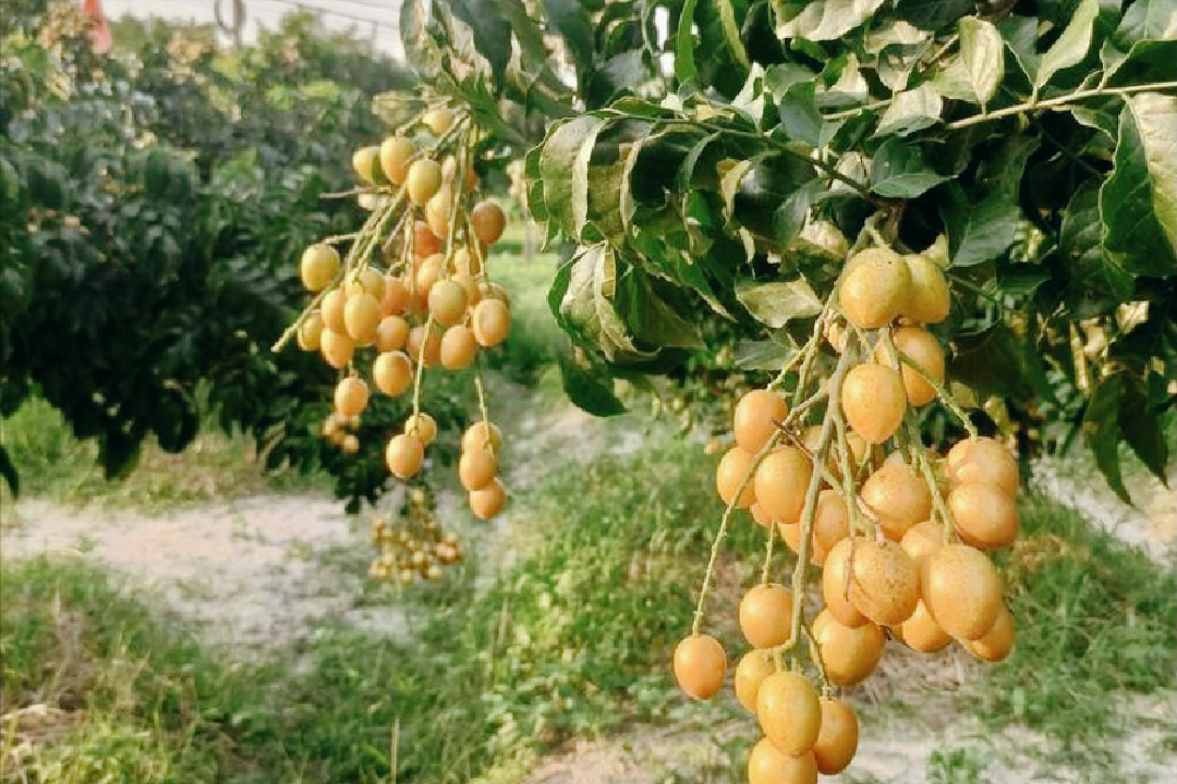 广东黄皮：夏季冷门水果还是热门宝藏？