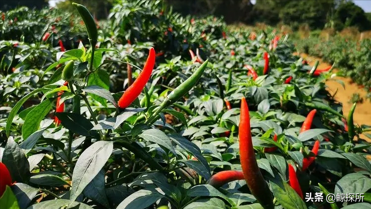 遵义市辣椒产业面临挑战与机遇，如何推动可持续发展？