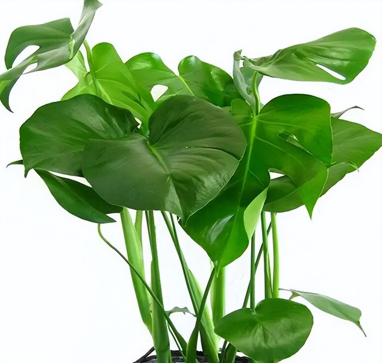 居家养花：十大好养又有益身体健康的绿植盆栽推荐