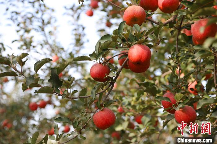 新疆阿克苏独一无二的苹果种植秘密揭秘：果园地理标志证书背后的世界苹果王子