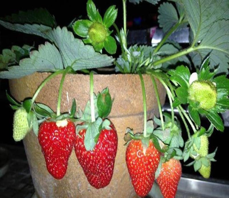 如何高产盆栽草莓？掌握这几个养护原则！