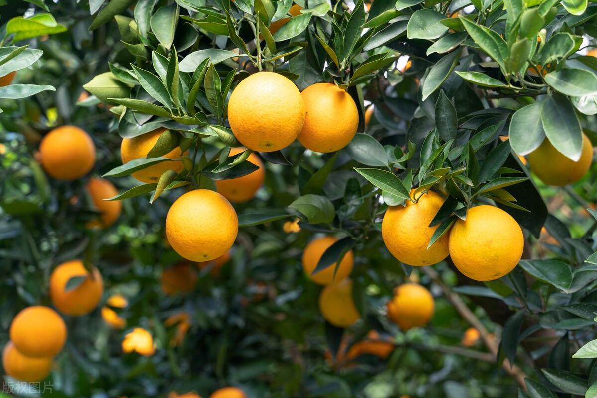 夏季脐橙树的正确养护和修剪方法，促进健康生长和丰收