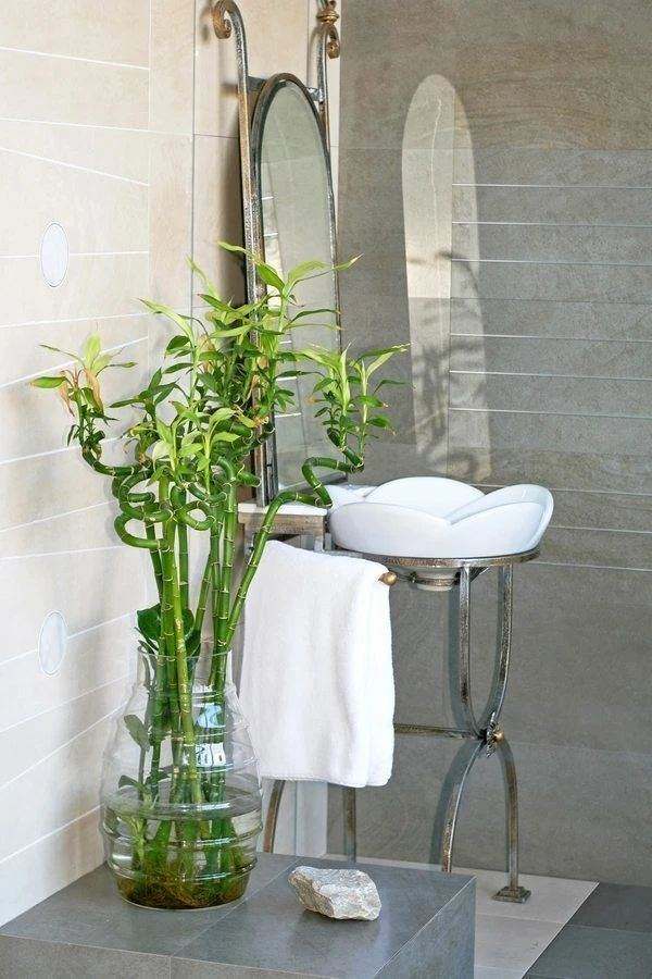 厕所里放几盆植物，空气不再臭气熏天，5种最适合的选择！