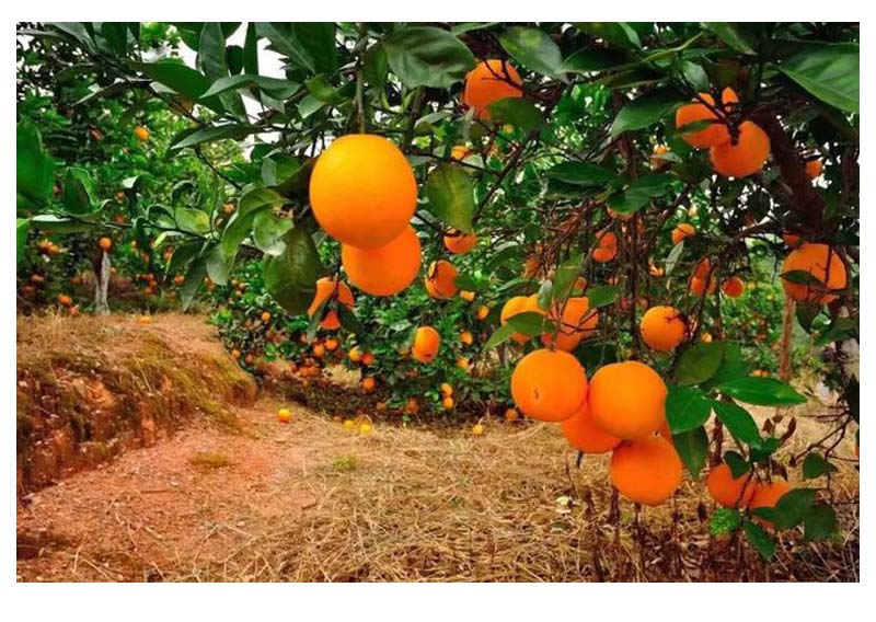 赣南脐橙生长过程揭秘，品味香甜滋味